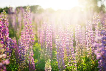Beautiful landscape of lupin, lupine flowers in field against setting sun in summer