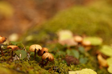 倒木から生えるキノコ