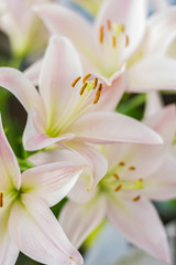 Obraz na płótnie Canvas white lilies 