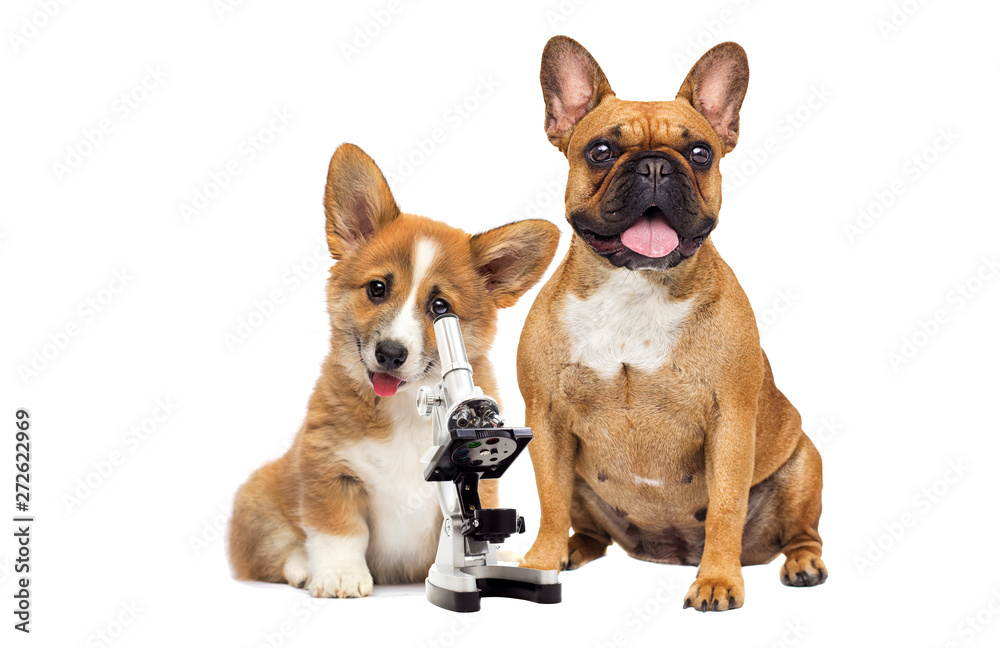 Sticker dog vet and microscope on white background