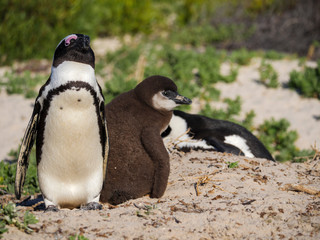 Naklejka premium African penguin, black-footed penguin or jackass penguin (Spheniscus demersus) adult and chick. Cape Town. Western Cape. South Africa