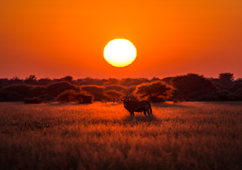 Das Einhorn in der Kalahari