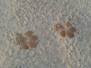 Footprints of the dog