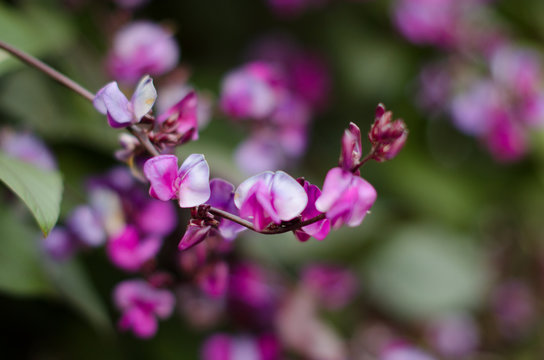 Dolichos lablab bean purple flower nature green background