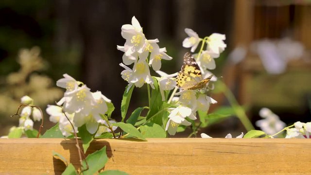 Closeup of beautiful butterfly sitting on jasmine flower in the forest