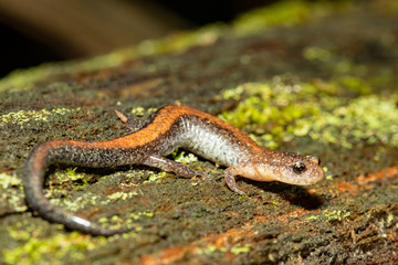 Redback salamander - Plethodon cinereus