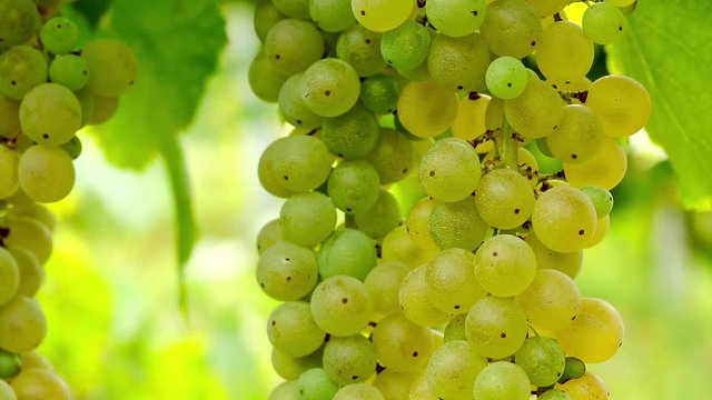 organic bunch of white grapes Pignoletto from the Bolognese hill with a light breeze of wind and saturated with color, recovery close up, Bologna - Emilia Romagna ITALY