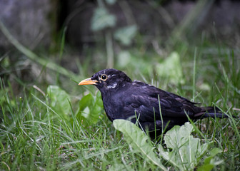 black brid on the grass