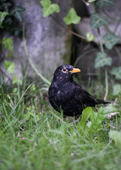 blackbird in the grass
