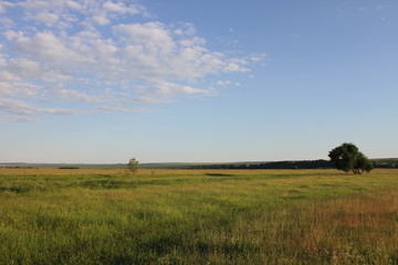Fototapeta premium landscape with wheat field and blue sky