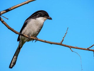 Southern fiscal, common fiscal or fiscal shrike (Lanius collaris). George. Garden Route. Western Cape. South Africa