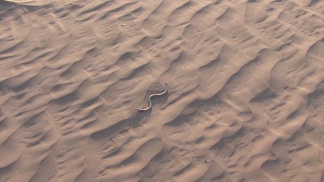 Snake winding on sand dune, Negev, Israel