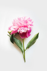 Pink peony flower on white. Creative minimal flat lay. Top view.