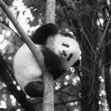 Playful Panda in China