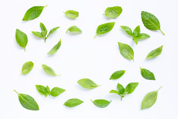 Fresh basil leaves on white.