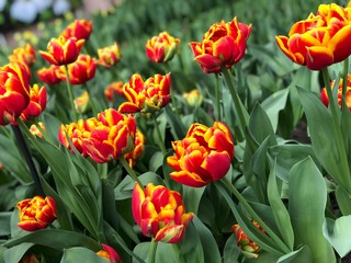 tulips