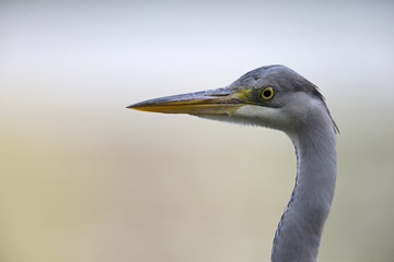 A portrait of an adult grey heron (Ardea cinerea) perched in the city of Berlin Germany. Viewed in front of a colored background.