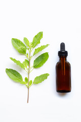 Holy basil essential oil with holy basil  leaves  on white.