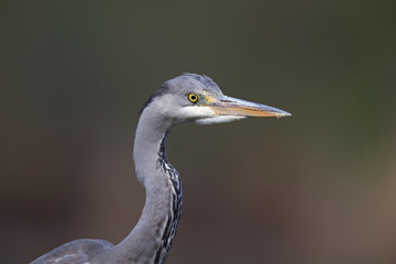 A portrait of an adult grey heron (Ardea cinerea) perched in the city of Berlin Germany. Viewed in front of a colored background.