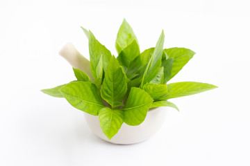 Sweet basil leaves in porcelain mortar on white