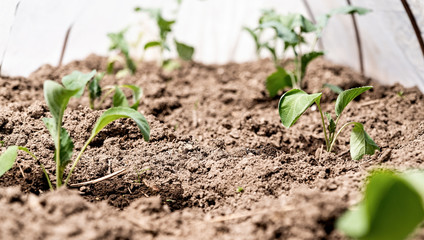 Fresh green potato plants in a row on the farm in the greenhouse