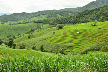 Fototapeta premium Green terraced rice field at Pa Bong Piang village