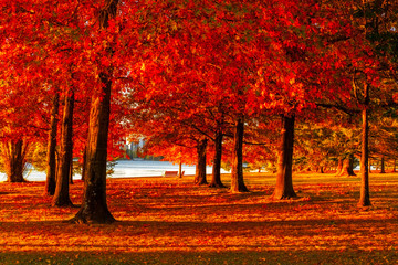Bright red autumn leaves on a line of trees at Nara Peace Park Canberra ACT.