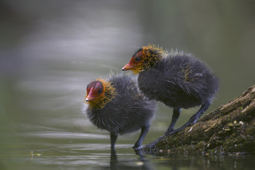 Two Eurasian coot chicks (Fulica atra) perched on a branch in a city pond in the capital city of Berlin Germany. Perched in water in front of a coloured background seen from a low angle.