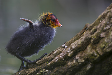 A Eurasian coot chick (Fulica atra) perched on a branch in a city pond in the capital city of Berlin Germany. Perched in water in front of a coloured background seen from a low angle.