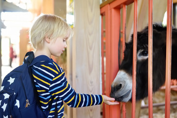 Little boy feeding donkey. Child at indoor petting zoo. Kid having fun in farm with animals....