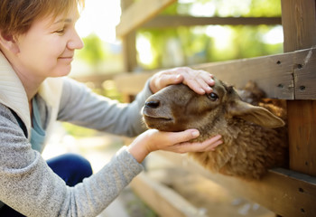 Mature woman petting sheep. People in petting zoo. Person having fun in farm with animals.