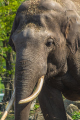 Close up of a male Asian elephant with his ivory tusk