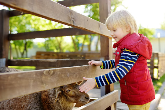 Little boy petting sheep. Child in petting zoo. Kid having fun in farm with animals. Children and animals.