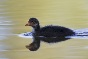 A juvenile Eurasian coot (Fulica atra) swimming and foraging in a city pond in the capital city of Berlin Germany.Swimming in front of a coloured background seen from a low angle.