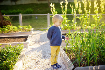 Little child is in community kitchen garden. Raised garden beds with plants in vegetable community garden.