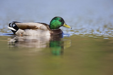 A adult male mallard (Anas platyrhynchos) duck swimming and foraging in a city pond in the capital city of Berlin Germany.