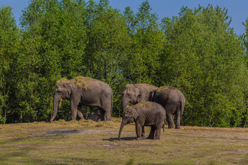 a herd of Asian Elephants with a young, who is beng looked after by the parents.