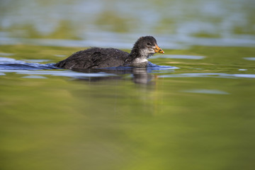 A juvenile Eurasian coot (Fulica atra) swimming and foraging in a city pond in the capital city of Berlin Germany.Swimming in front of a coloured background seen from a low angle.