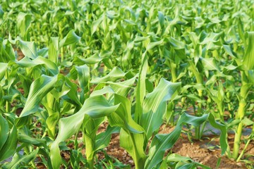 風景　田舎　若葉　トウモロコシ　畑　杤木