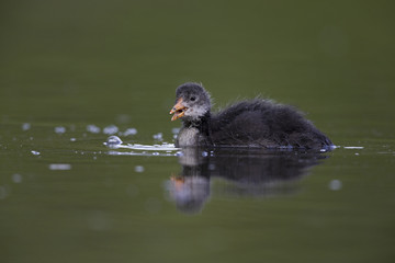 A juvenile Eurasian coot (Fulica atra) swimming and foraging in a city pond in the capital city of Berlin Germany.Swimming in front of a coloured background seen from a low angle.