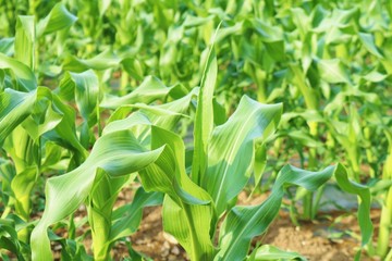 風景　田舎　若葉　トウモロコシ　畑　杤木