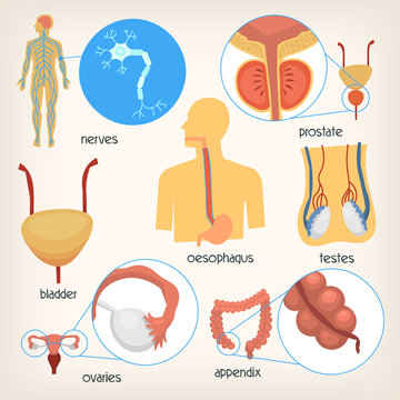 Set of images of main human body organs. Accurate illustrations with names. Isolated vector images for medical infographics and posters