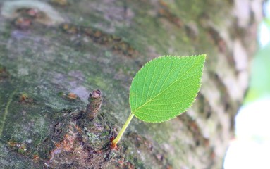 風景　桜の葉　若葉　新緑　小さい　茨城