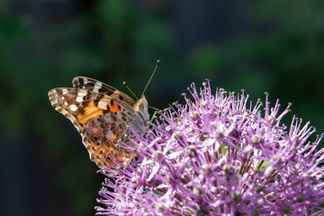 The butterfly collects nectar from a flower of a decorative bulb.