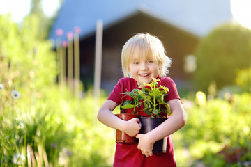 Little boy holding seedling in plastic pots on the domestic garden at summer sunny day