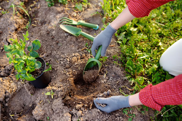 Woman planting seedlings in bed in the garden at summer sunny day. Gardener hands with young plant. Garden tools, gloves and sprouts close-up