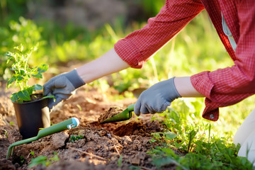 Fototapeta na wymiar Woman planting seedlings in bed in the garden at summer sunny day. Gardener hands with young plant. Garden tools, gloves and sprouts close-up