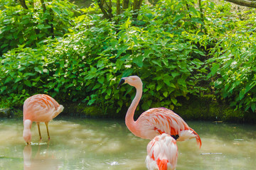 Small group of pink Chilean flamingos with a typical black and white beak taking care of the feathers and trying to find food in the mud