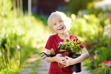Little boy holding seedling in plastic pots on the domestic garden at summer sunny day