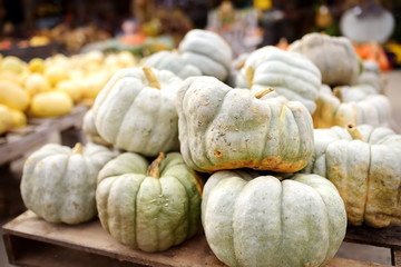 Giant heap of fresh large healthy bio pumpkins on agricultural farm at autumn.